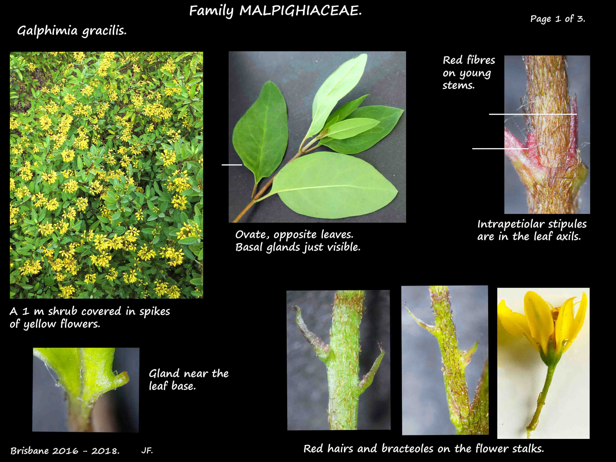 1 Galphimia gracilis shrub & leaves